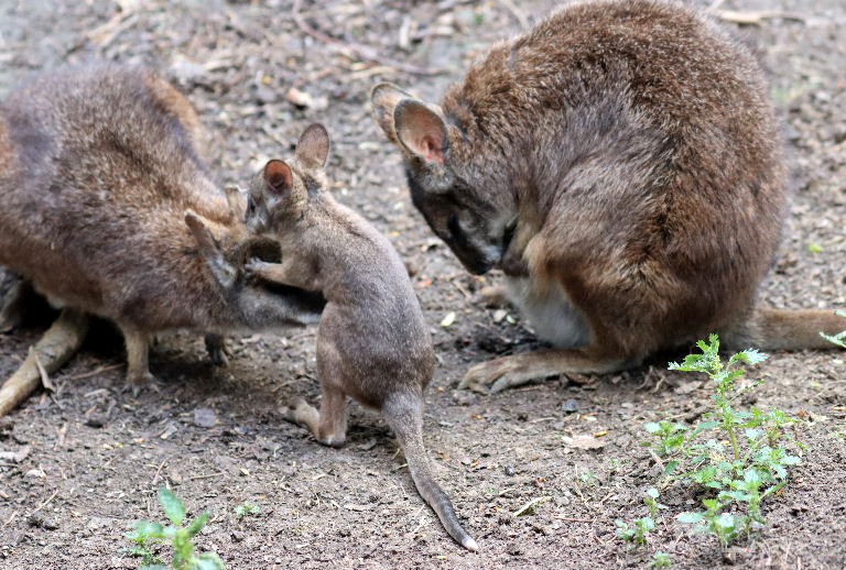 Parma wallaby joey
