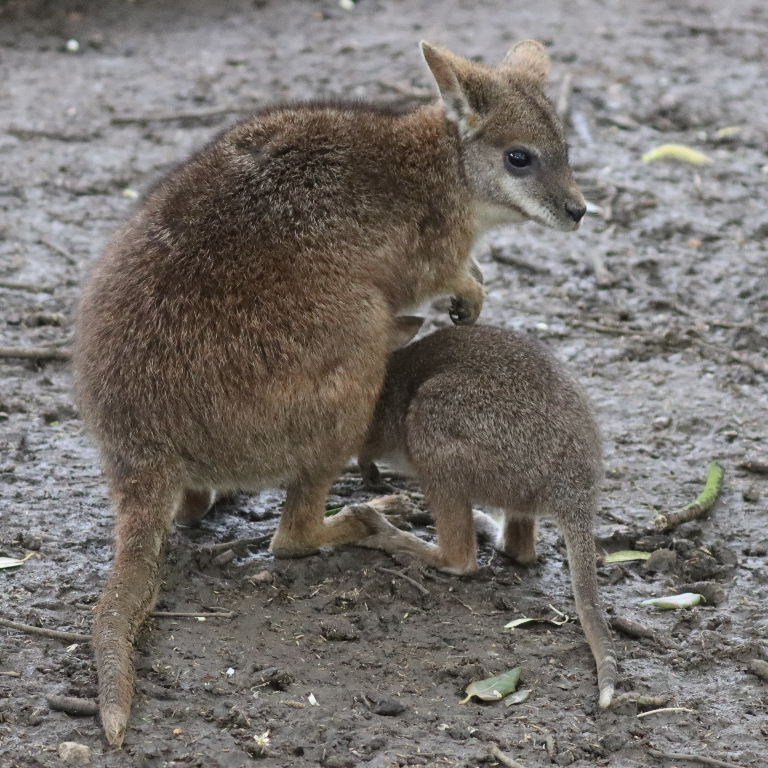 Parma wallaby joey