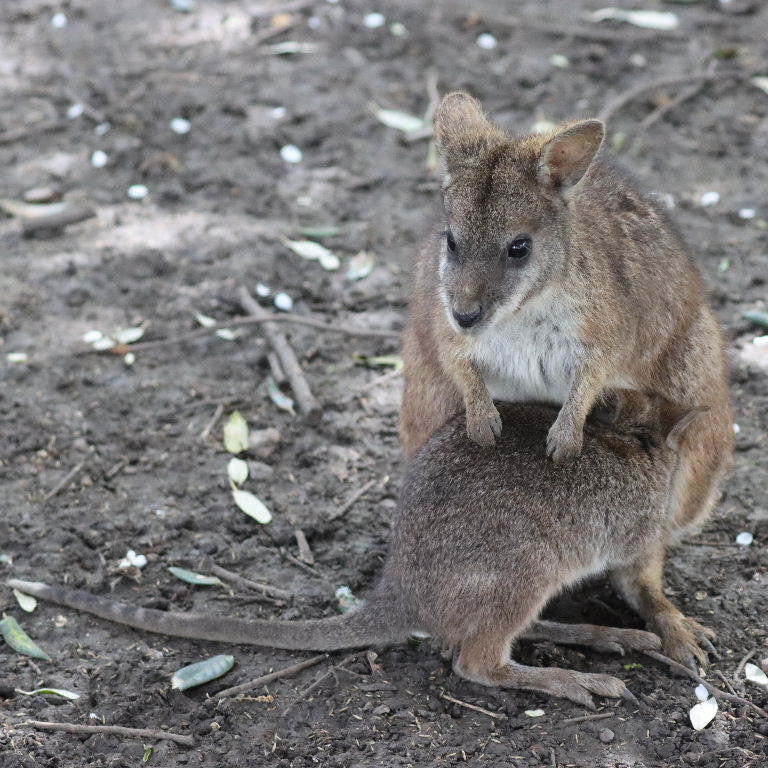 Parma wallaby joey