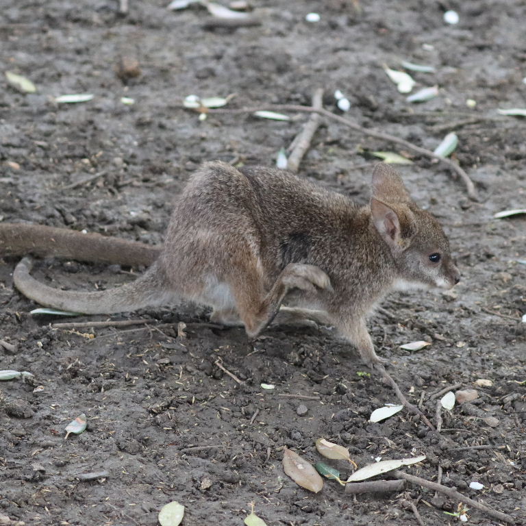 Parma wallaby joey