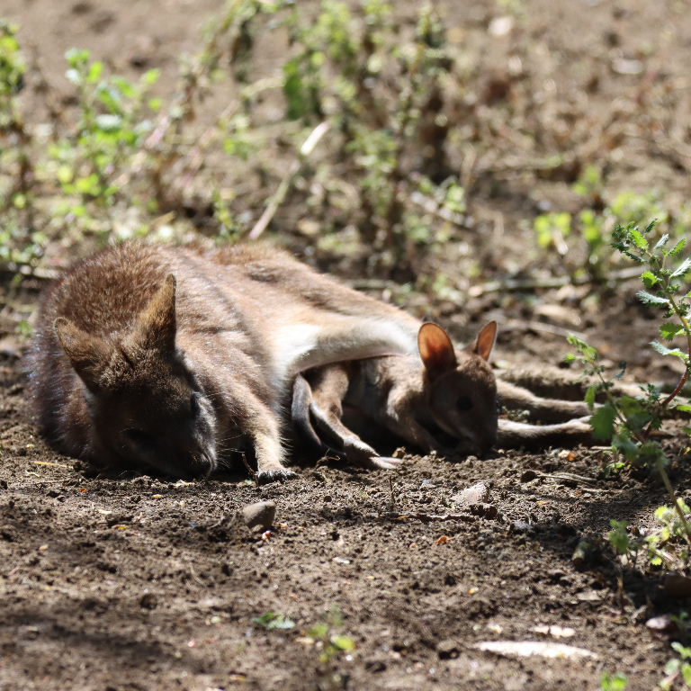 Parma wallaby mother with large joey in pouch