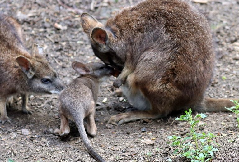 Parma wallaby joey