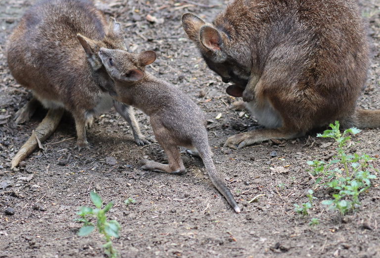 Parma wallaby joey
