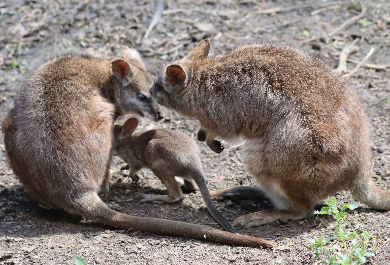 Parma wallaby joey