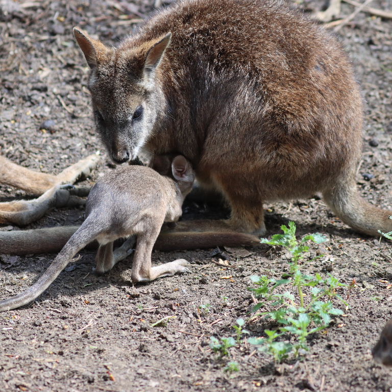 Parma wallaby joey