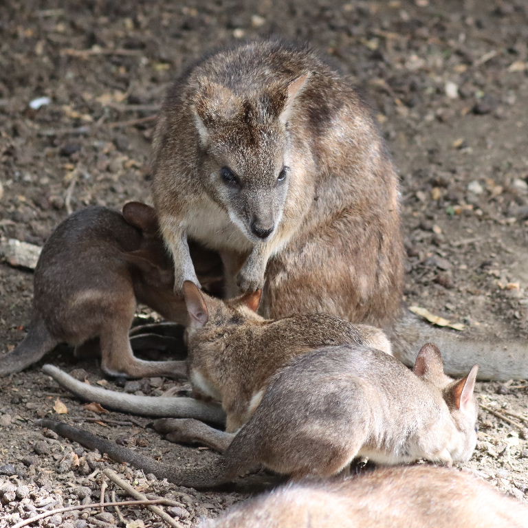 Parma wallaby joey