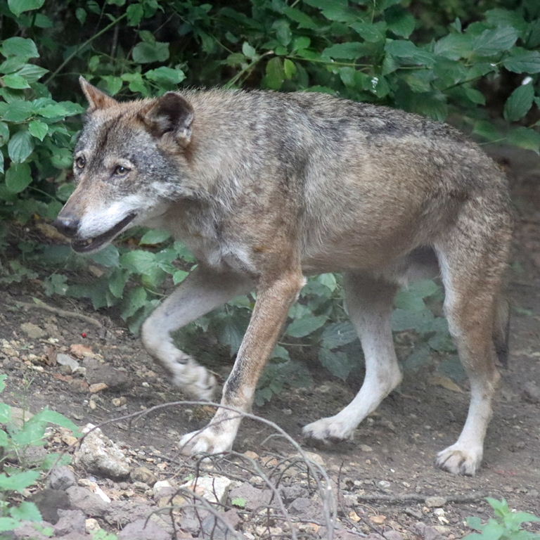 Iberian Wolf