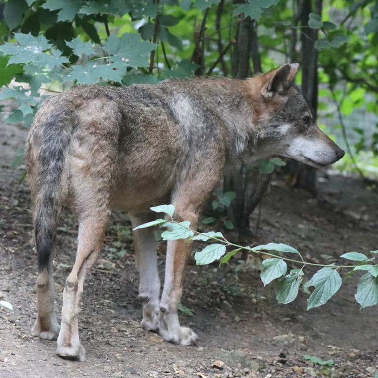 Iberian Wolf