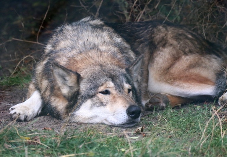 Wolfdog