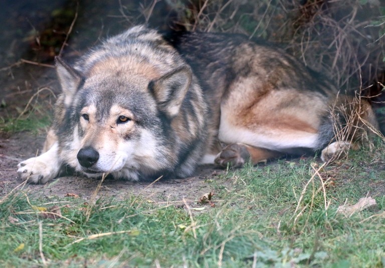 Wolfdog