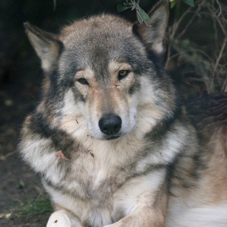 Wolfdog