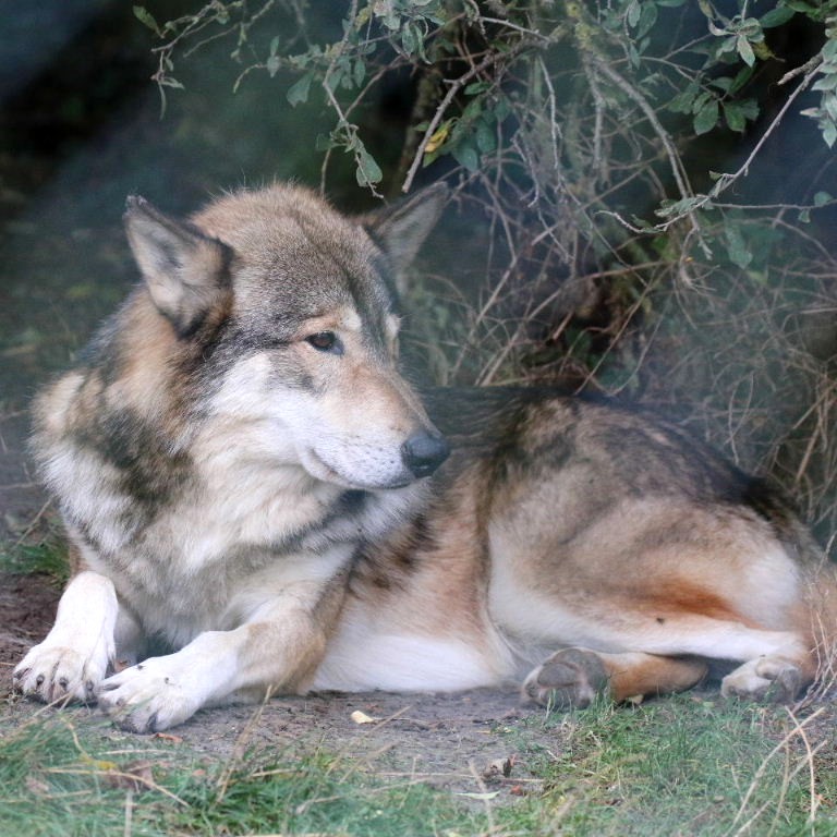 Wolfdog