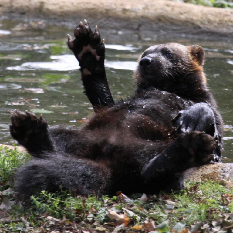 Wolverine bathing