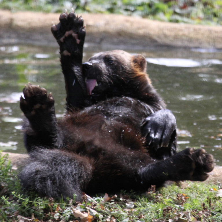 Wolverine bathing