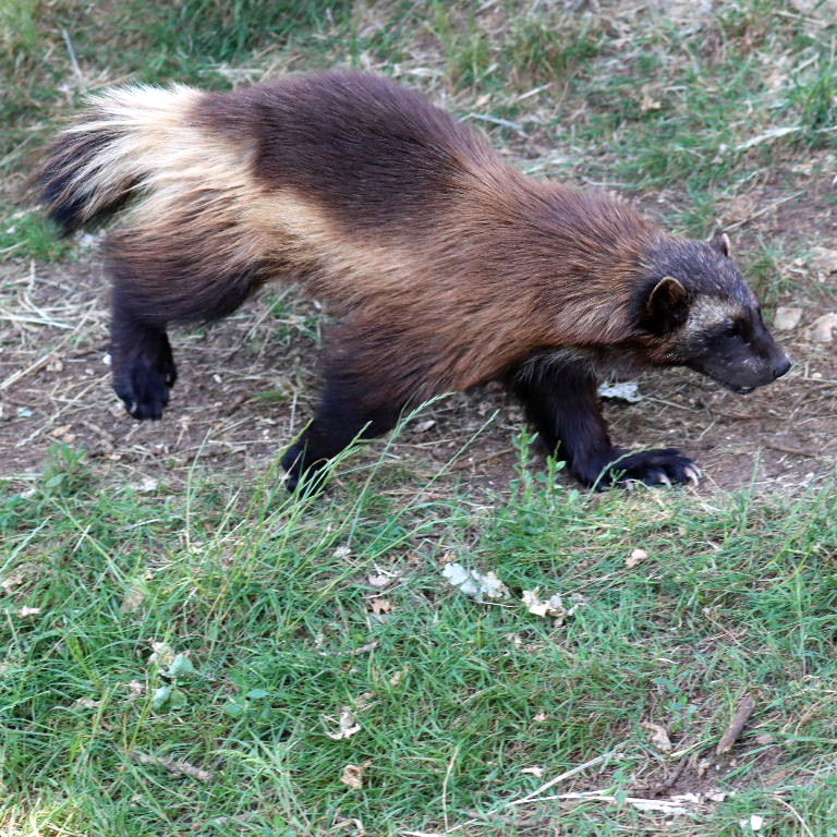Wolverine