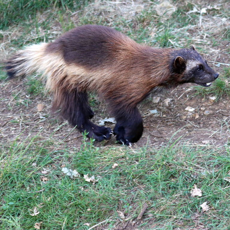 Wolverine