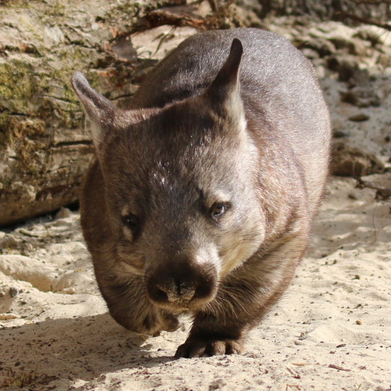 Southern Hairy nosed Wombat