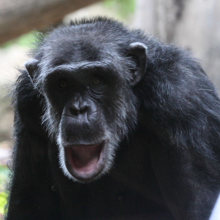 Chimpanzee face