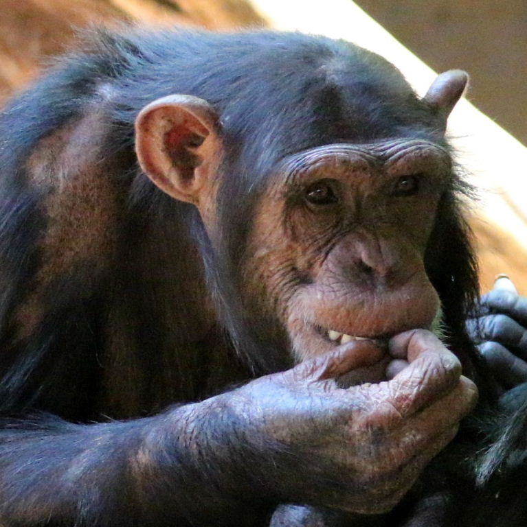 Chimpanzee face