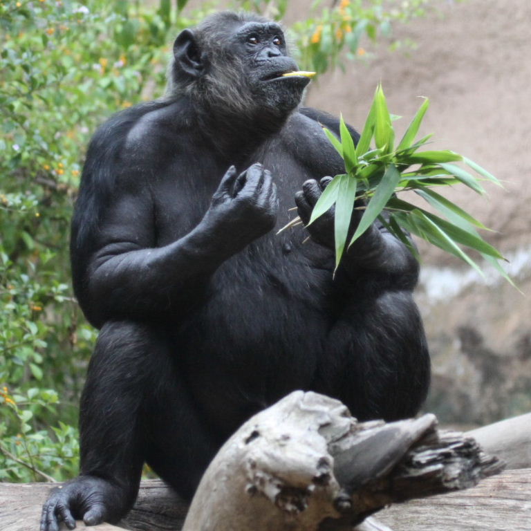 Chimpanzee giving flowers