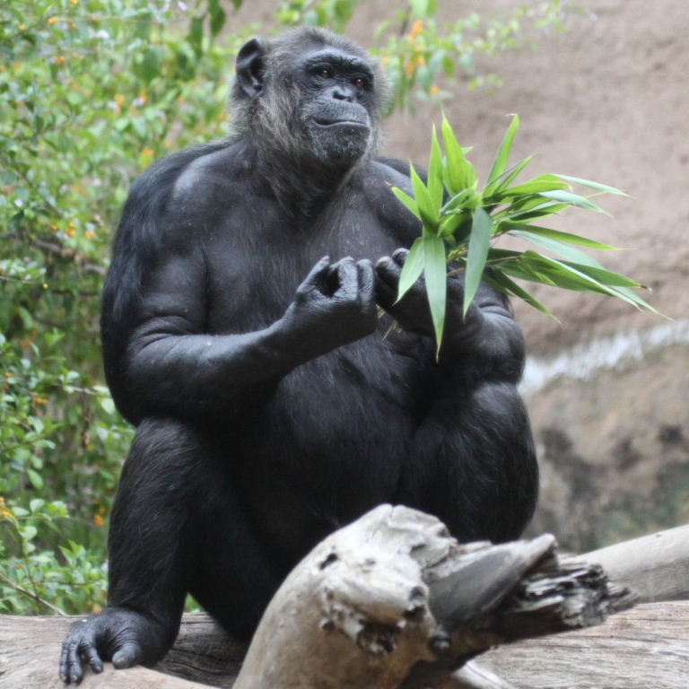 Chimp with bunch of flowers