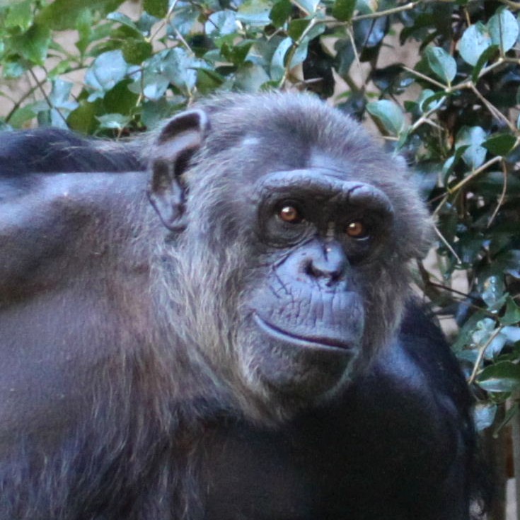 Chimpanzee face