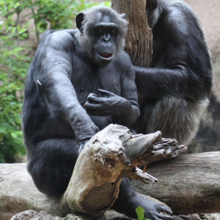 Chimpanzee