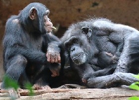 chimps