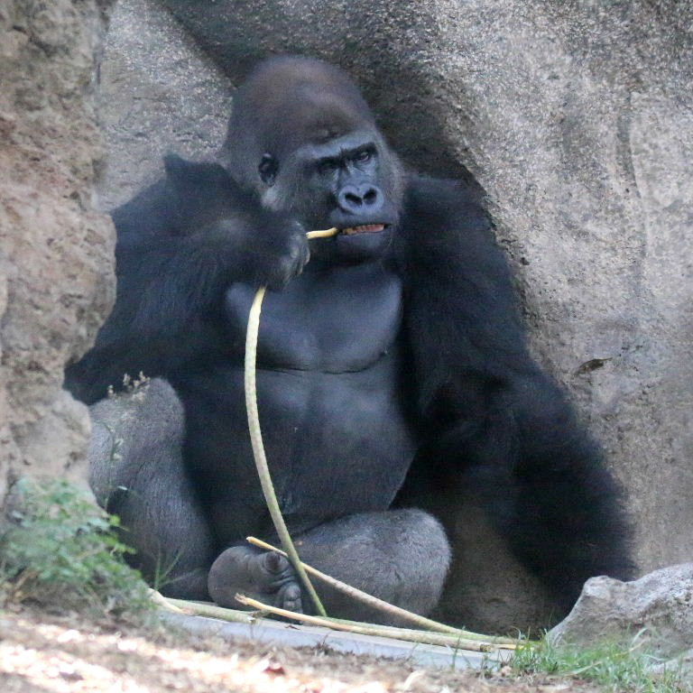 Gorilla with hookah