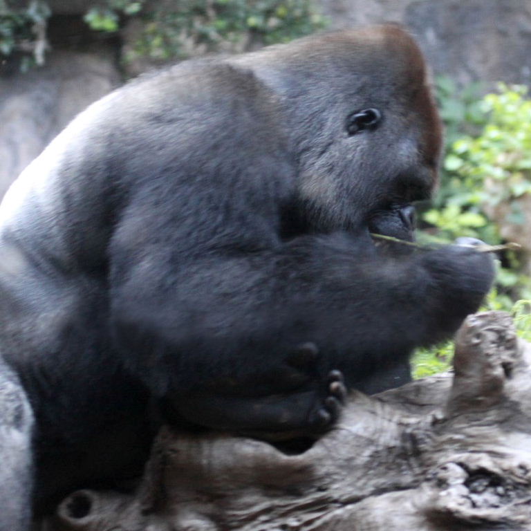 Gorilla Behaviour
