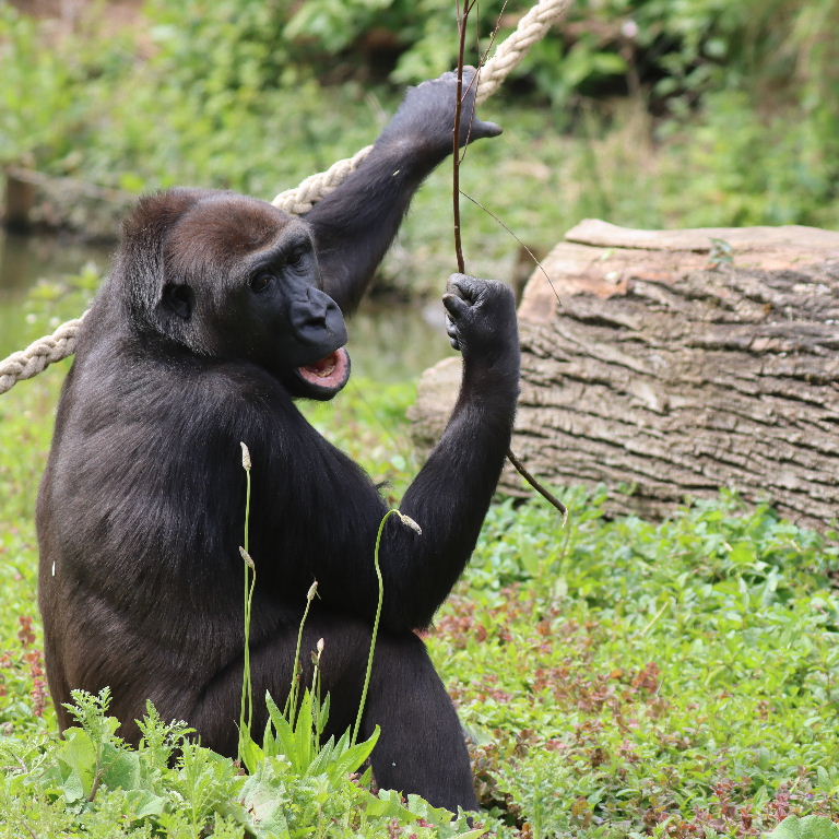 Gorilla with twig