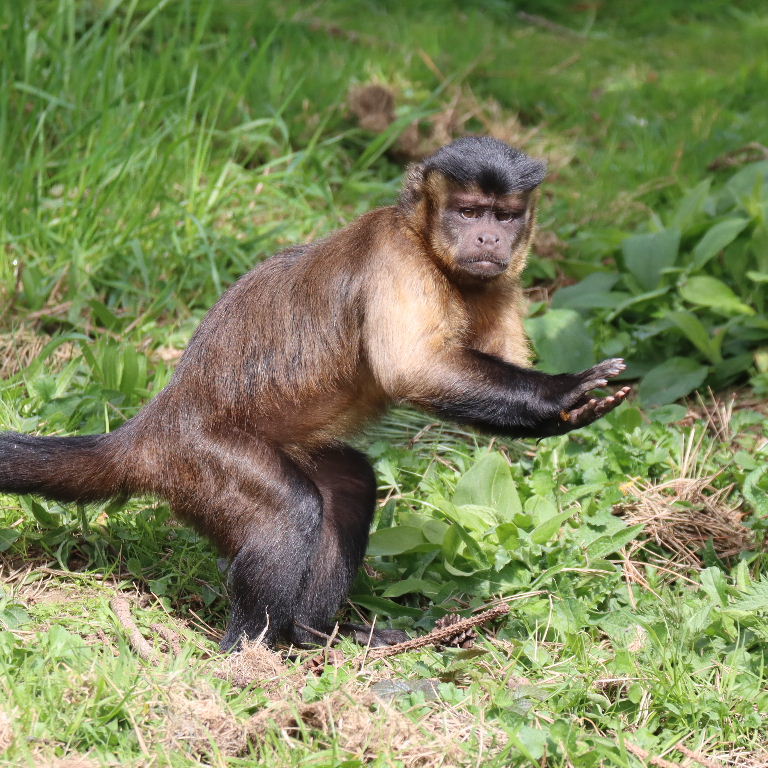 Tufted Capuchin applauding