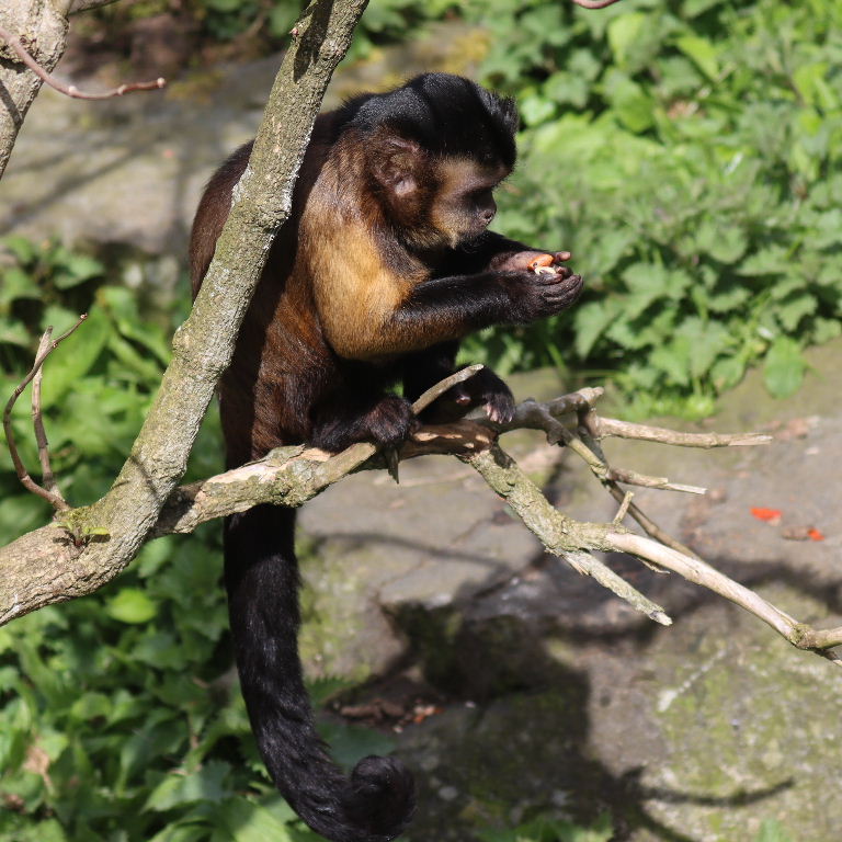 Black-capped Capuchin