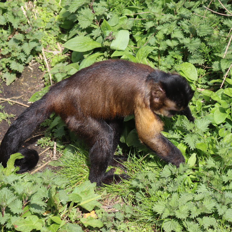 Black-capped Capuchin grasping the nettle