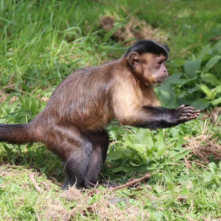 Tufted Capuchin wicket-keeper