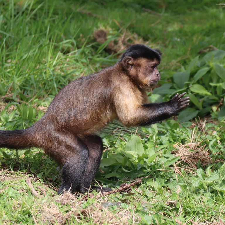 Tufted Capuchin wicket-keeper