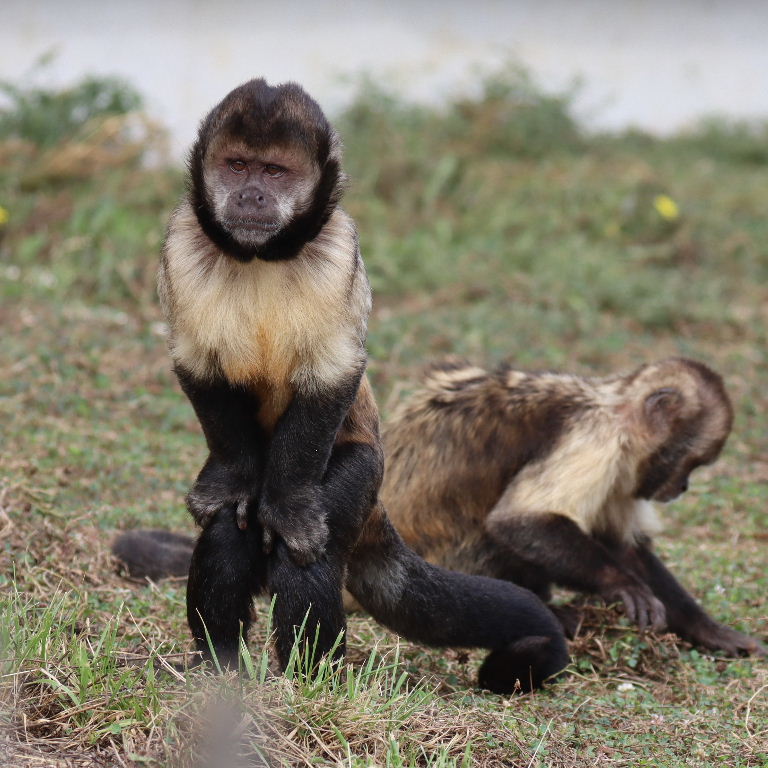 Yellow-breasted Capuchin