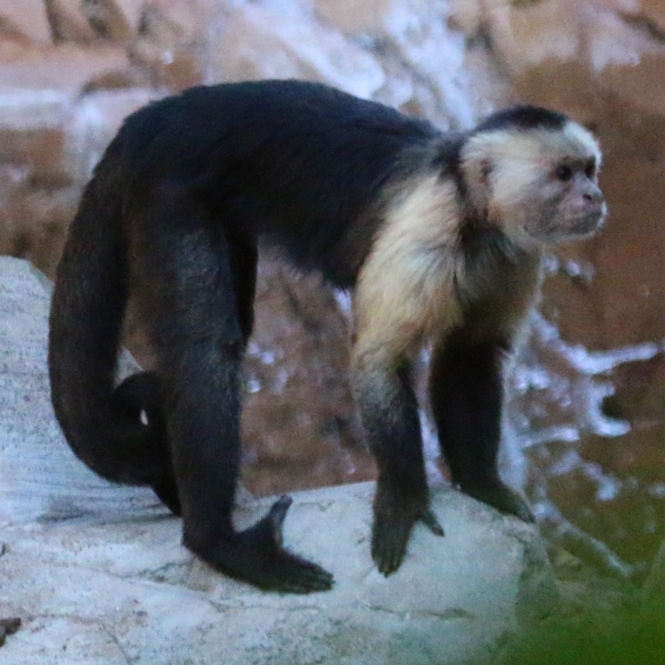 White-headed Capuchin