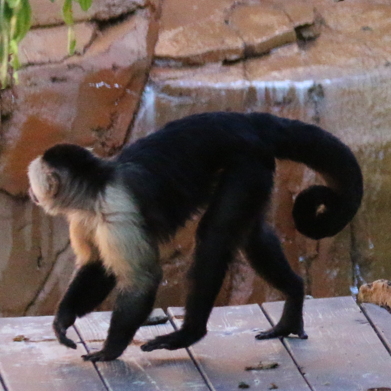White-headed Capuchin