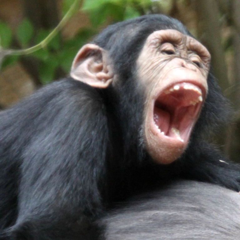 Chimp face