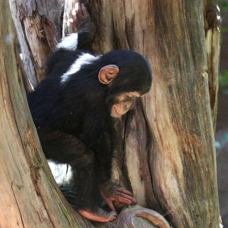 Baby Chimpanzee