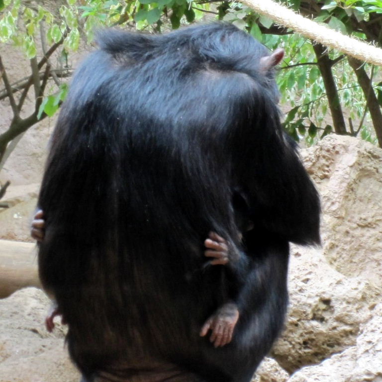Chimpanzee with baby