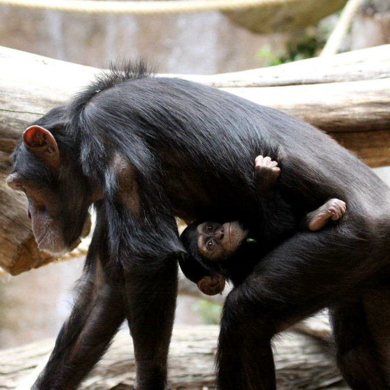 Chimpanzee with baby