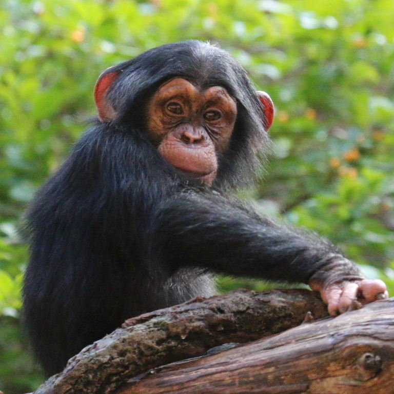 Baby Chimpanzee