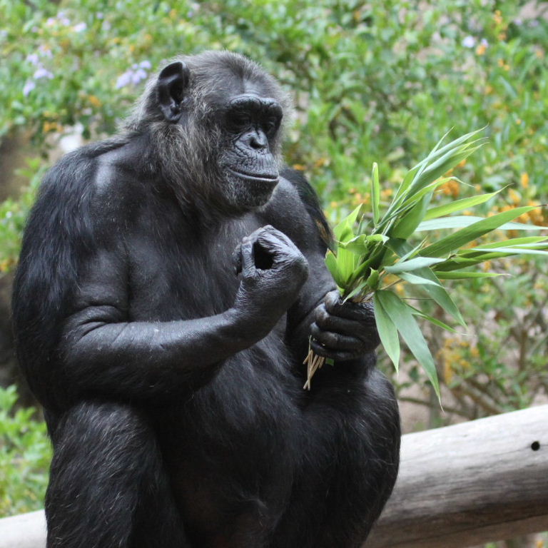 Chimpanzee with flowers
