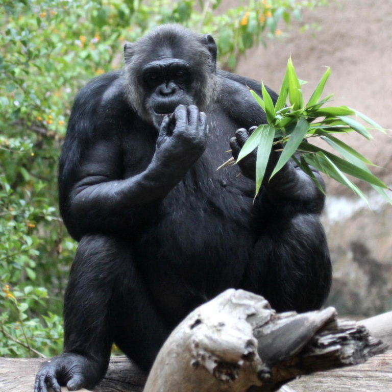 Chimpanzee with bamboo shoots