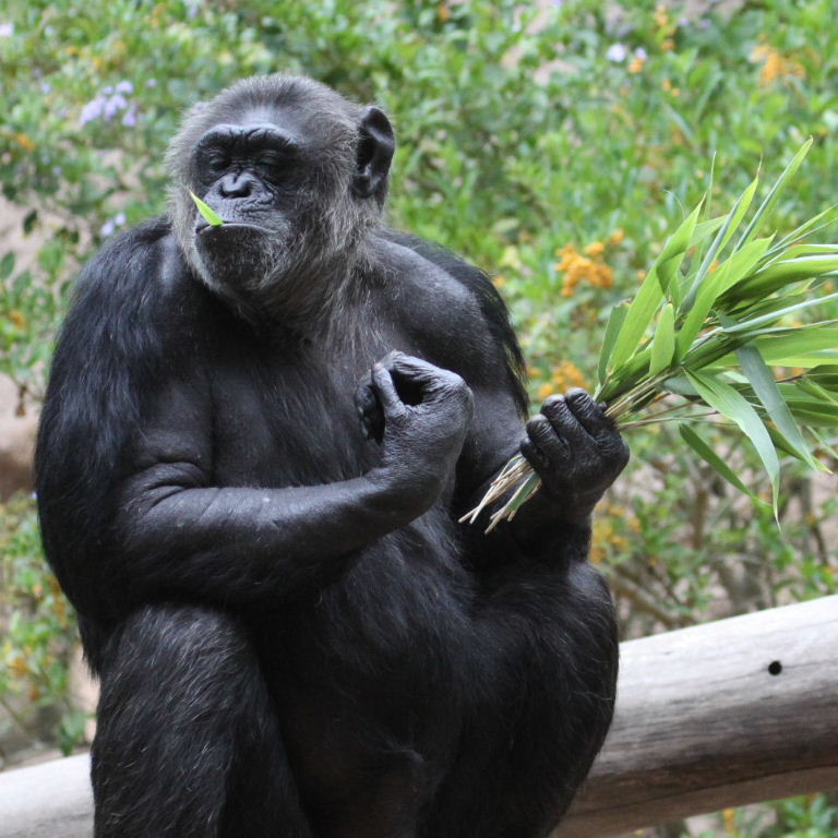 Chimpanzee with bamboo