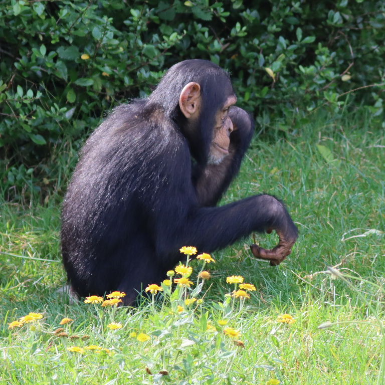 Young Chimpanzee with flowers
