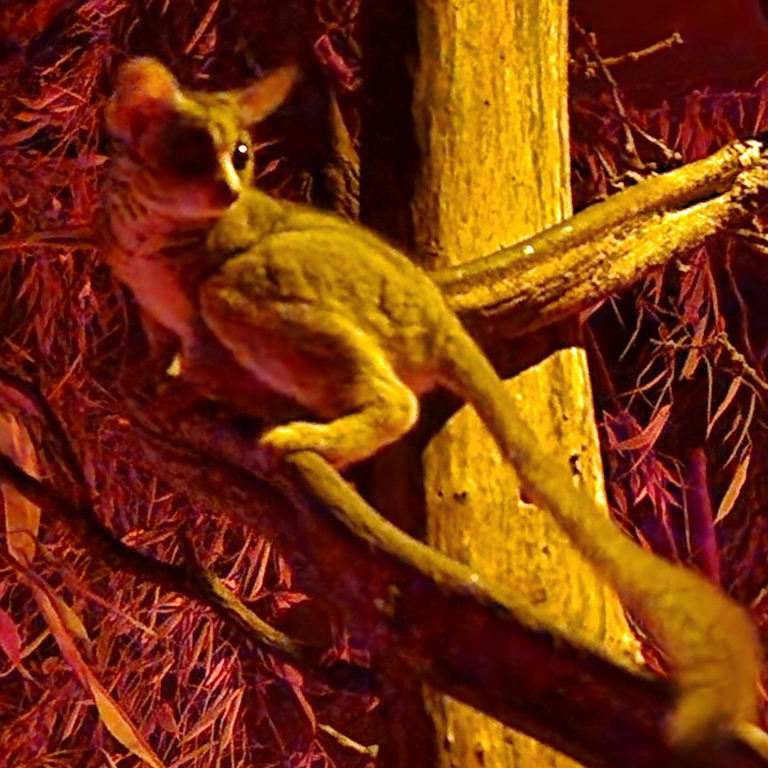 Senegal Bushbaby