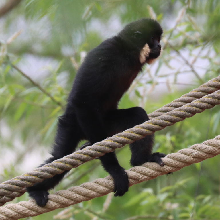Northern Yellow-cheeked Gibbon male